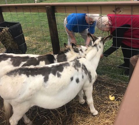 indian creek feeding donkey